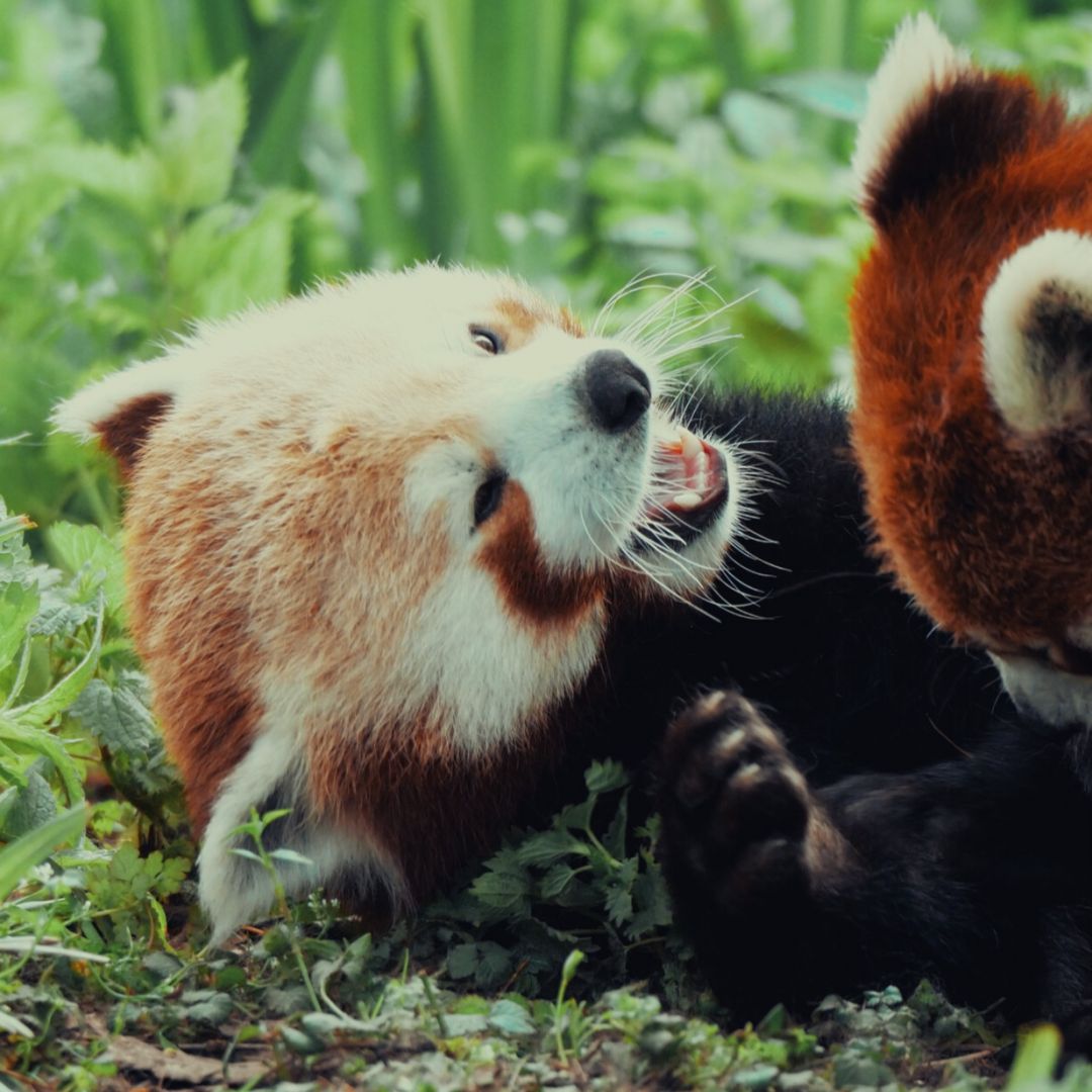 Picture of a red panda